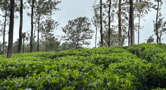 WhatsApp Image 2025-04-08 at 1.25.18 PM